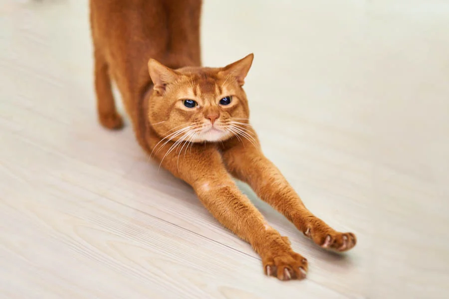 cat hair drying box